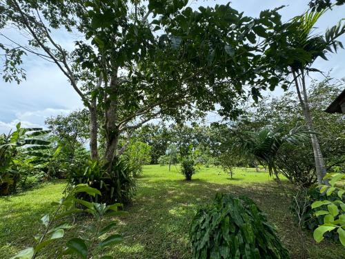 a tree in the middle of a field at บ้านสวนแม่แพร-Baan Suan Mae Pair in Mae Taeng