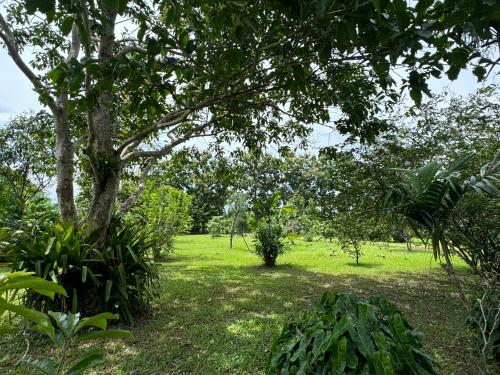 a green field with a tree and some bushes at บ้านสวนแม่แพร-Baan Suan Mae Pair in Mae Taeng