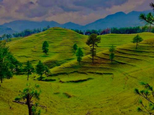 un campo verde con alberi e montagne sullo sfondo di bed and breakfast, also lunch and dinner if required a Mārkhu