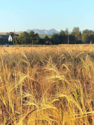 a field of tall grass with trees in the background at Na Brzegu in Krempachy