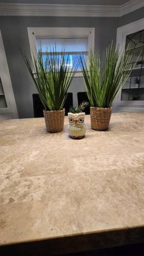 two potted plants sitting on top of a counter at Charming Spacious and Affordable Gem of Parma in Parma