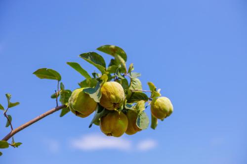a branch of an orange tree with green fruit at Alethea's Sea View Apartment in Kalamaki