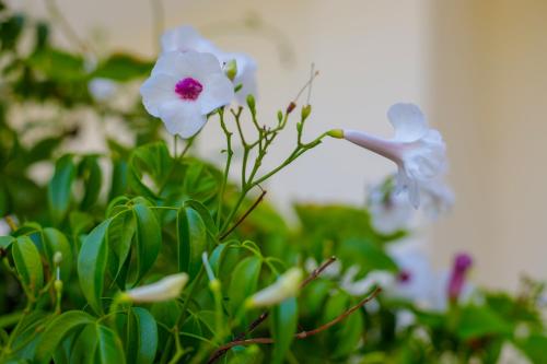 a plant with white flowers and green leaves at Alethea's Sea View Apartment in Kalamaki