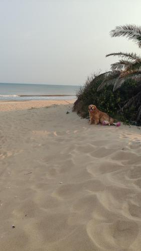 einen Hund, der auf dem Sand am Strand sitzt in der Unterkunft Casa de playa océan park in Sauce de Portezuelo