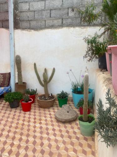 a group of cacti and plants in pots on a floor at casa tradicional marroqui in Sidi Ifni