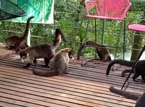 a group of monkeys walking around in a cage at Jungle Living Tree Houses in Monteverde Costa Rica