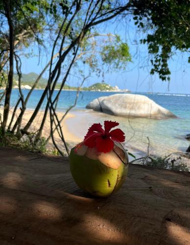 a coconut with a flower on it sitting on the beach at Arrecifes Refugio Natural in Santa Marta
