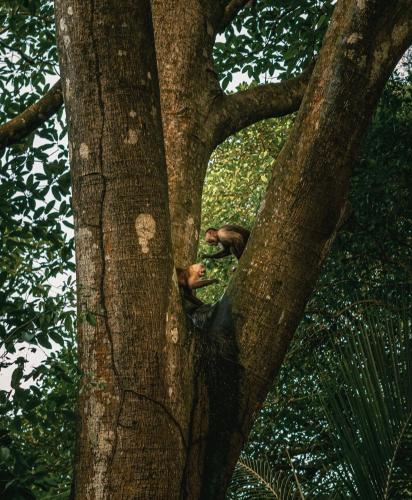 a monkey sitting in the middle of a tree at Arrecifes Refugio Natural in Santa Marta