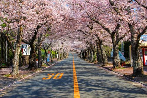 a road lined with trees with pink flowers at 伊豆高原 温泉付別荘 ISANA Mountain Villa - BBQ, Pizza Oven & Hotsprings in Futo