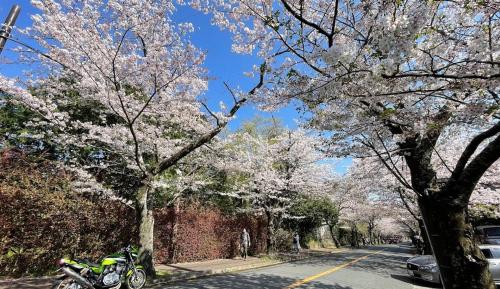 a motorcycle parked on the side of a street withakura trees at 伊豆高原 温泉付別荘 ISANA Mountain Villa - BBQ, Pizza Oven & Hotsprings in Futo