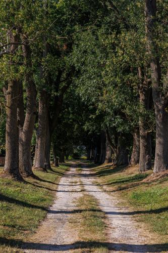 a dirt road lined with trees in a park at Zamość Dwór Udrycze in Udrycze