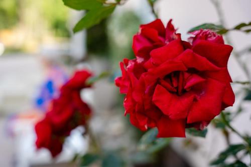 a group of red flowers on a plant at Schlosshotel Wilhelmsthal in Schäferberg