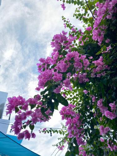 Κήπος έξω από το Vya homestay Huế II