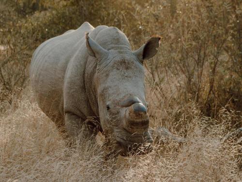 a rhino walking through the tall grass at Leopard's Bend Bush Lodge in Hoedspruit