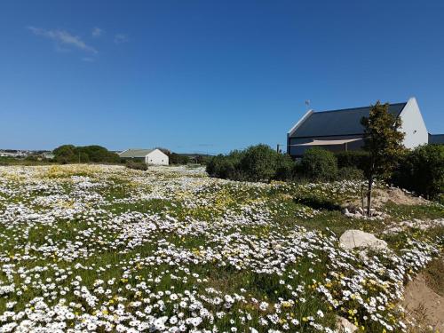 a field of white flowers in front of a house at Silver Oaks Airbnb in Langebaan