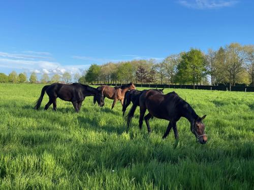 a group of horses grazing in a field at Imagine B&B in Wortegem