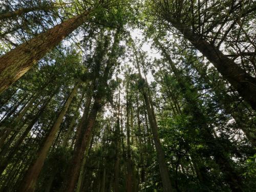 a forest of tall trees looking up into the sky at Little Pale in Whitland