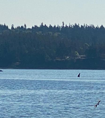 a dolphin in the middle of a large body of water at View Harbor Downtown R and R in Oak Harbor