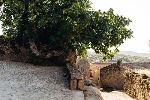 a tree on the side of a stone wall at Story Studio Sortelha - Heritage in Sortelha