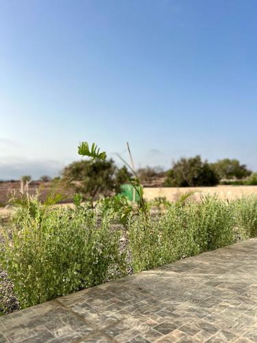 a field with some plants and a sidewalk at Villa Karama Essaouira Getaway in Bou Mkila
