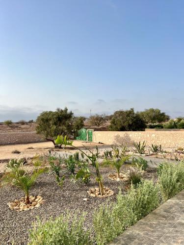 a row of plants in a desert field at Villa Karama Essaouira Getaway in Bou Mkila