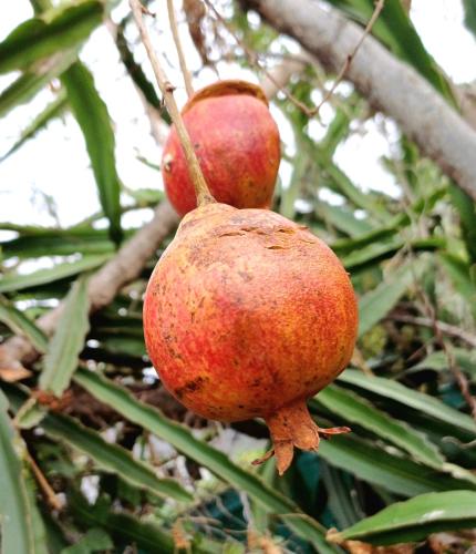 two pomegranates are hanging on a tree at Palm Activity in Saint-Pierre