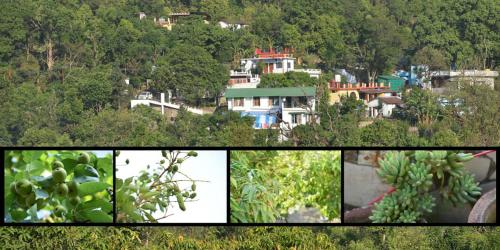 a collage of pictures of houses and trees at Experto The Greens in Nainital