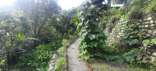 a path with ivy growing on the side of a wall at Experto The Greens in Nainital