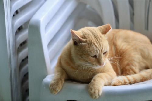 an orange cat sitting on a white chair at Hakka Eco-farm 雅歌園民宿食農教育有機農場 in Wanluan