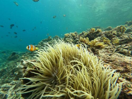 a coral reef with fish in the water at Sunnyside Moalboal - 써니사이드 모알보알 게스트 하우스 in Moalboal