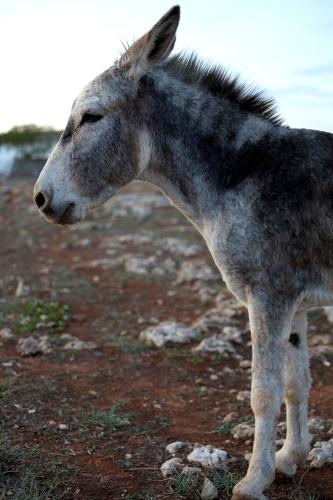 a donkey standing in a field of dirt at Agroturismo Matxani Gran in Sant Climent