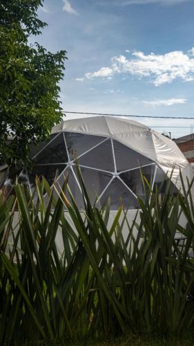 チョルーラにあるGlamping Cholulaの植物が植えられた庭のガラスドーム