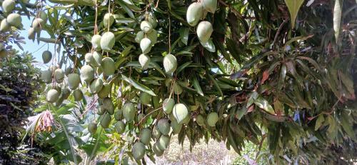 a tree with lots of green fruits hanging from it at Faré tropical atiha in Tuarea