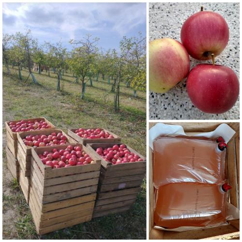 two pictures of apples in a field and a box of apples at Siedlisko Panorama na Koncu Swiata - Całoroczny domek in Podgórz
