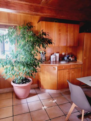une cuisine avec une plante dans un grand pot dans l'établissement MAISON ALSACIENNE de CHARME, à Eckwersheim