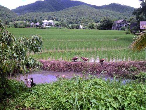 a group of animals standing in a field at Ing Doi Guest House in Pai