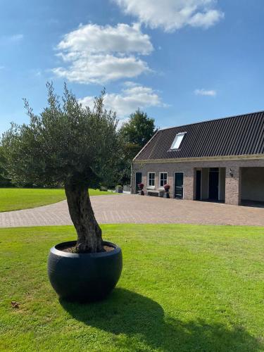 a bonsai tree sitting in the middle of a yard at Appartement Zeldam in Ambt Delden