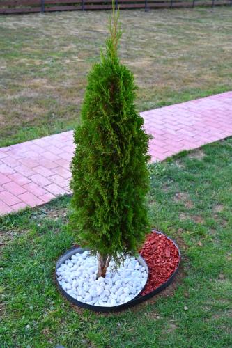 a small christmas tree in a pot on the grass at Gocki raj 2 in Goč