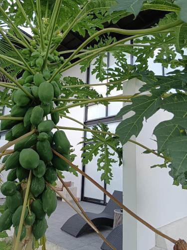 Κήπος έξω από το Sky Lofts Phuket