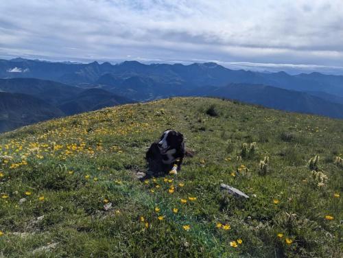 a dog laying in the grass on a mountain at Gîte de ferme équestre in Auzet