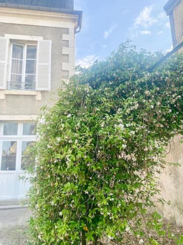 a large green bush in front of a building at Au cœur de Bourges in Bourges