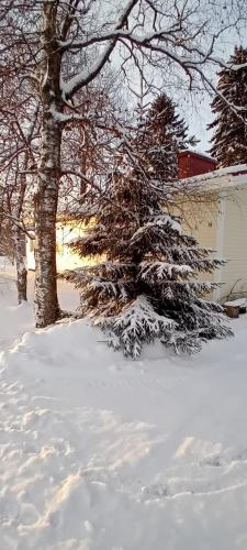 a snow covered pine tree in front of a house at Huone Seesteisessä Mummolassa in Kalajoki