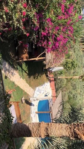 an overhead view of a swimming pool with pink flowers at مخيمات وادى الريان بالفيوم in Qaryat Ḩātim aţ Ţāʼī