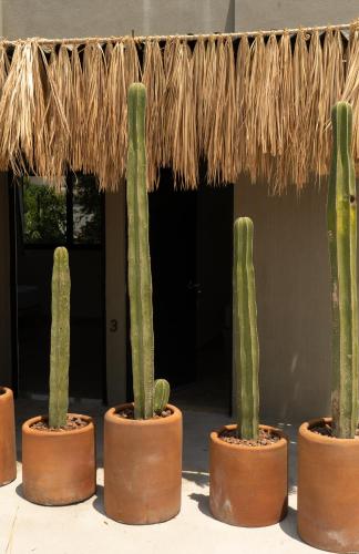 a group of four cactuses in pots under a thatch roof at Yauik in Tequesquitengo