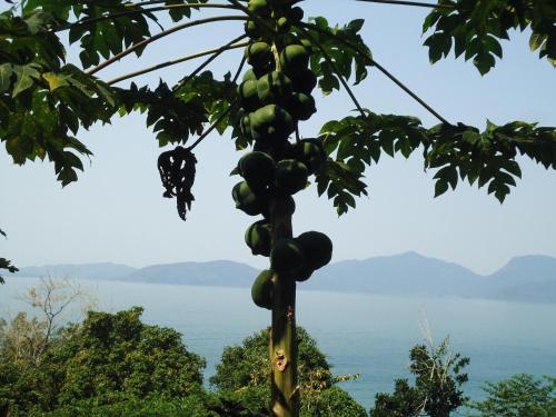 a bunch of papaya hanging from a tree at Apartamento Aconchegante Porto Real Resort Mangaratiba in Mangaratiba