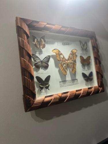 a display of butterflies in a wooden display case at Vukmanović apartmani in Kikinda