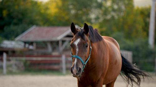a brown horse standing in front of a barn at Carpe diem Vendégház in Cserépfalu