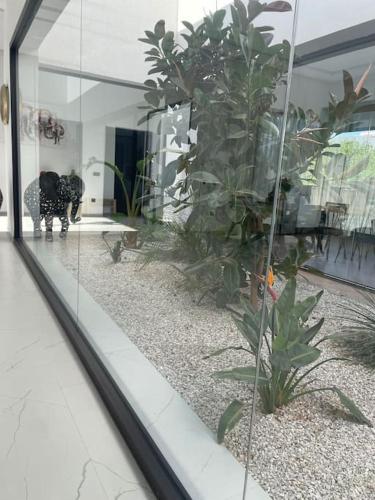 a reflection of a dog in a window of a house at Villa Alanaé piscine chauffée in Douar Bellouk
