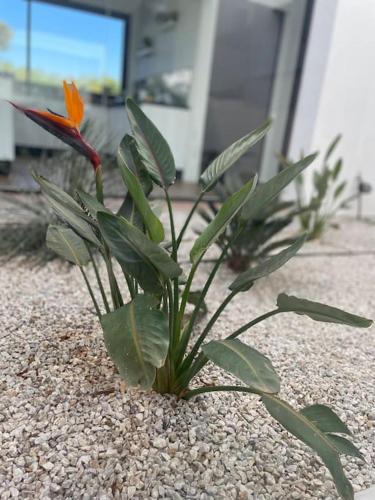 a plant with an orange flower sitting on the ground at Villa Alanaé piscine chauffée in Douar Bellouk