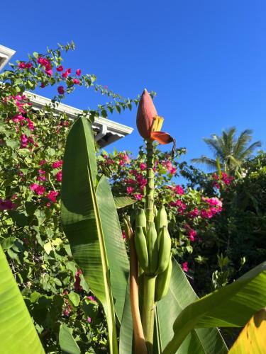 a banana tree with a bunch of bananas on it at Eden Paradise Ecolodge & Spa in Sainte-Luce